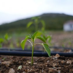 Closeup of small fresh seedlings in the soil