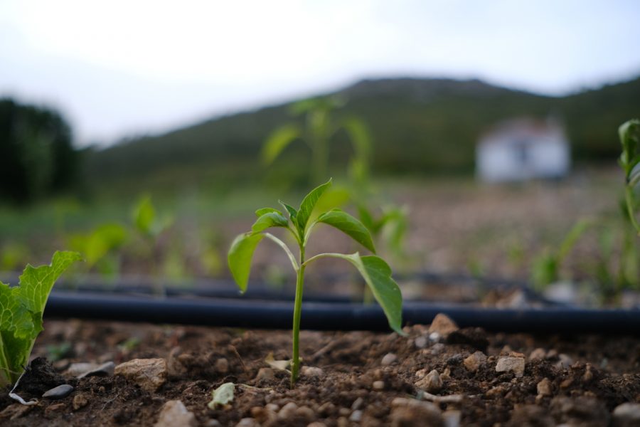 Closeup of small fresh seedlings in the soil